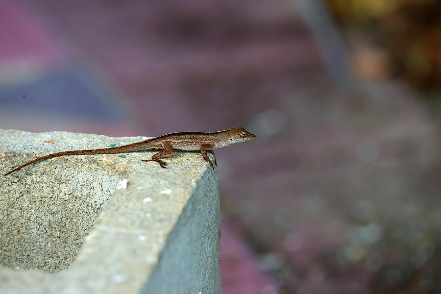 Lizard Photograph