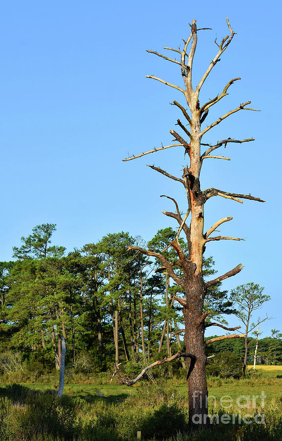 Lonesome Pine #3 Photograph by Skip Willits