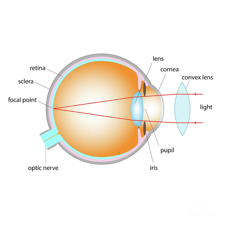 Long Sightedness Corrected With Convex Lens #3 Photograph by Cordelia Molloy/science Photo Library