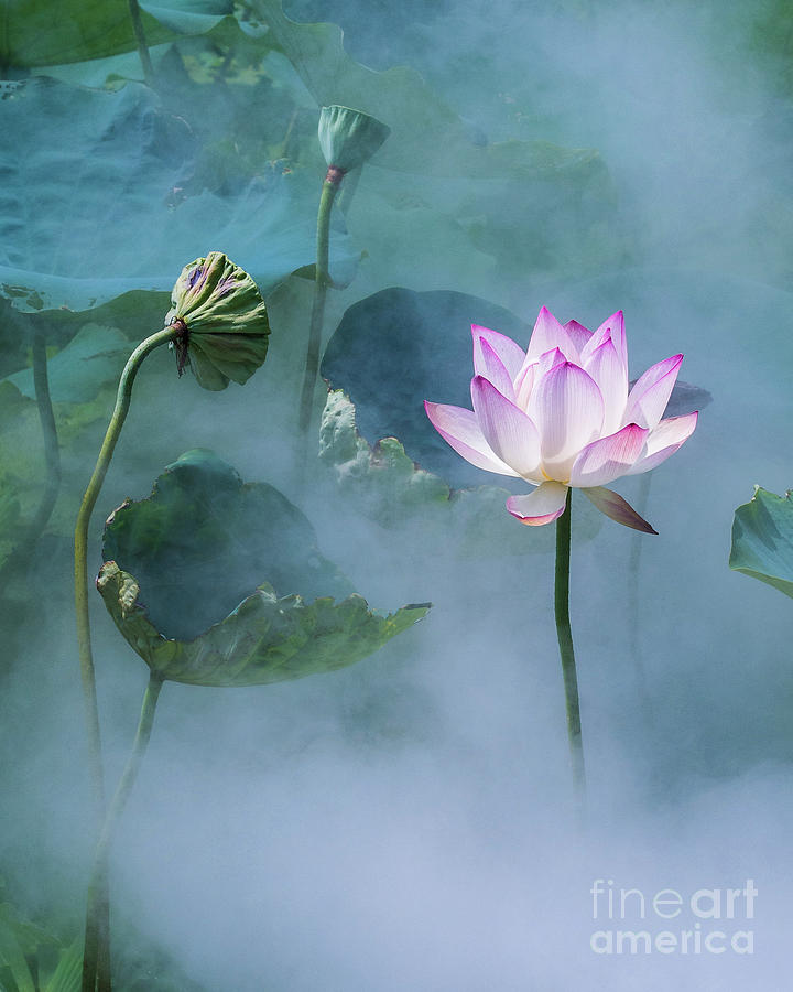 lotus plant underwater