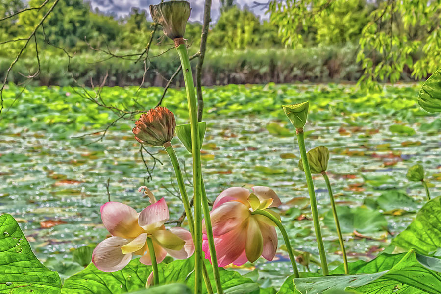 Lotus green area pond #3 Photograph by Vivida Photo PC