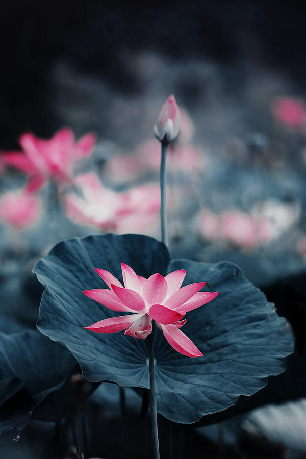 Lotus Photograph By Ivy Deng - Fine Art America