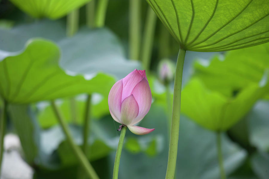 Lotus With Pink Flowers #3 Photograph by Martina Schindler