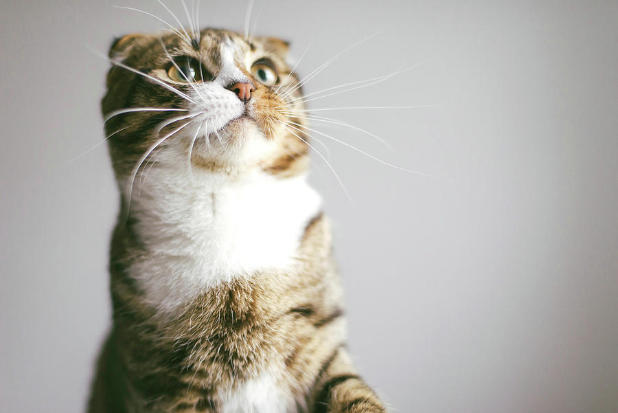 Low Angle View Of Cat Looking At Camera, On White Background Photograph ...