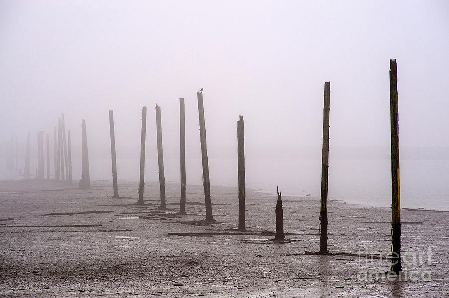 Low Tide Pilings In Fog Photograph