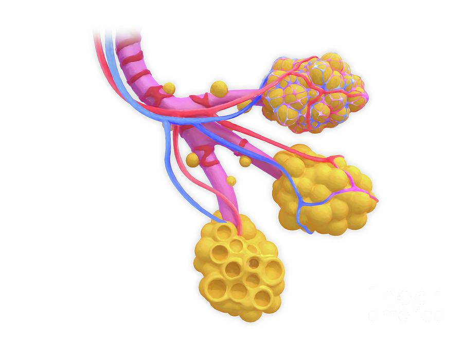 Lung Alveoli Photograph by Roger Harris/science Photo Library | Pixels