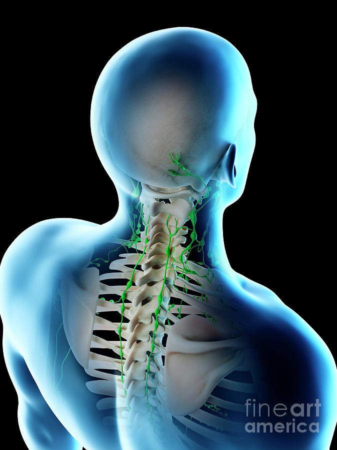 lymph nodes base of back neck
