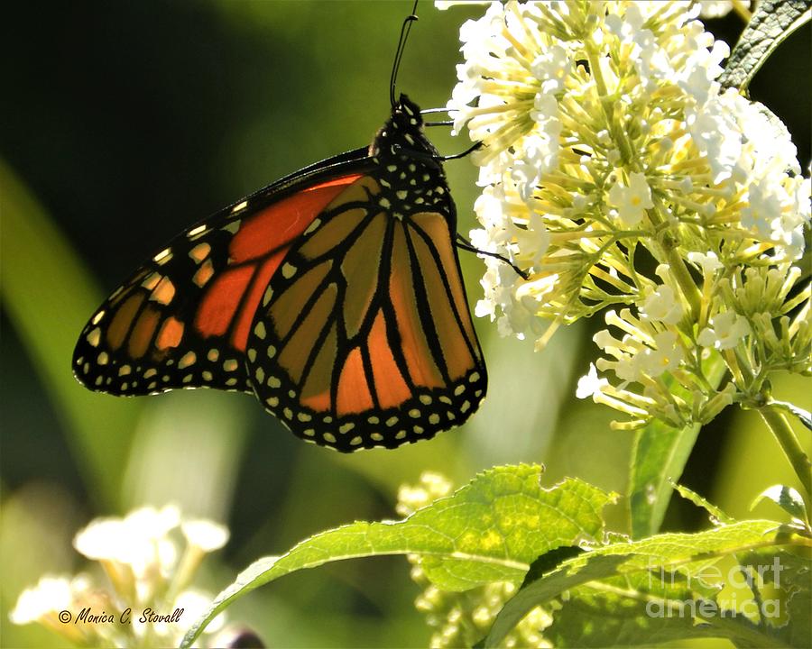 M White Flowers Collection No. W12 - Monarch Butterfly Sipping Nectar #3 Photograph by Monica C Stovall