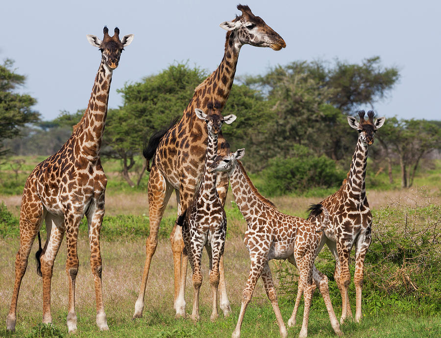 Maasai Giraffe Giraffa Camelopardalis by Danita Delimont