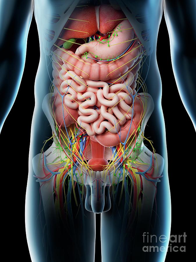Male Abdominal Organs Photograph by Sebastian Kaulitzki/science Photo