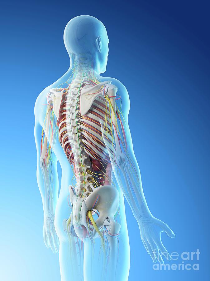 Male Back Anatomy Photograph By Sebastian Kaulitzki Science Photo