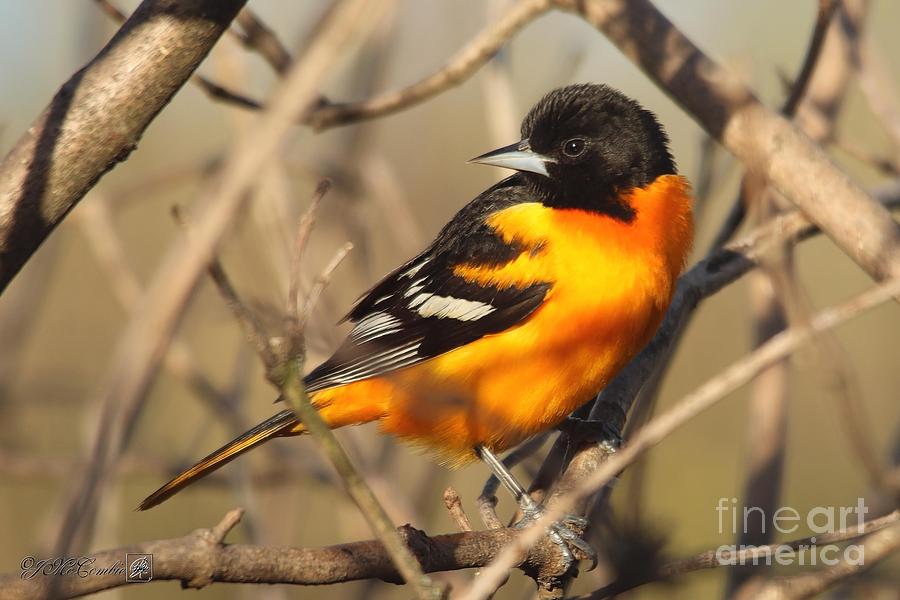 Blackbird Photograph - Male Baltimore Oriole Northern Race in Spring #2 by J McCombie
