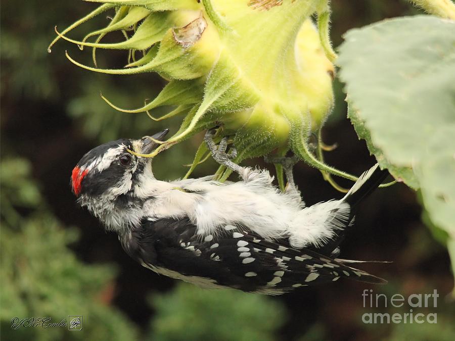 Male Downy Woodpecker #1 Photograph by J McCombie