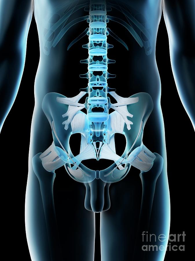Skeleton Photograph - Male Pelvis #3 by Sebastian Kaulitzki/science Photo Library