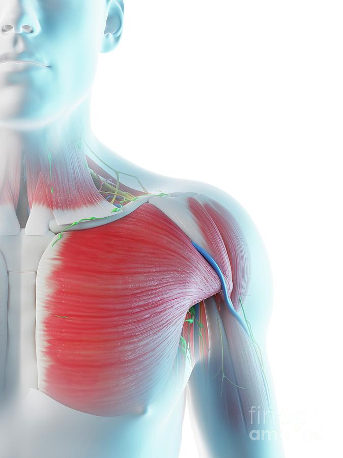 Male Shoulder Anatomy #3 Photograph by Sebastian Kaulitzki/science ...