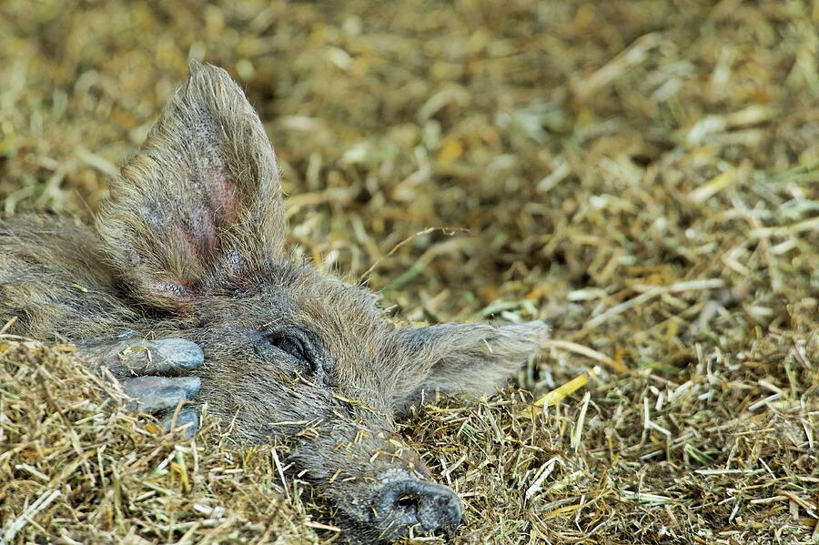 Mangalitsa Pig Resting, Illmitz #3 Photograph by Dirk Funhoff ...