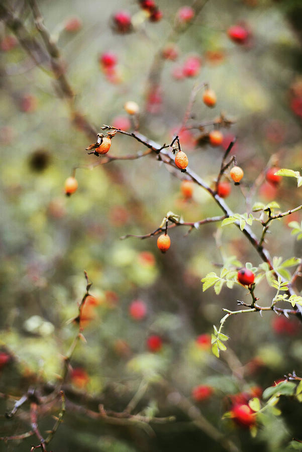 Nature Photograph - Many Red Ripe Berries On Thin Tree Or Bush Branches In Forest #3 by Cavan Images
