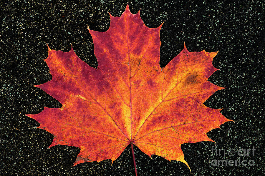 Maple Leaf Close-Up  #3 Photograph by Jim Corwin