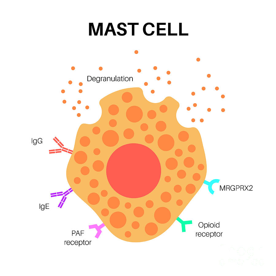 mast cells