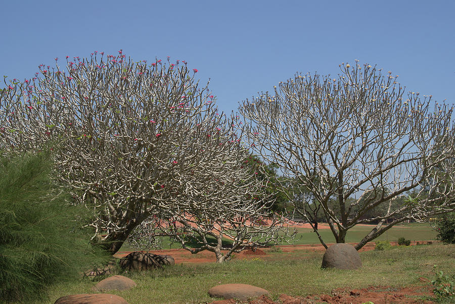Matrimandir In Auroville Digital Art