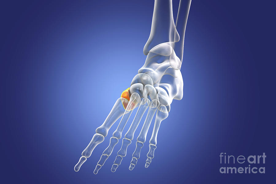 Medial Cuneiform Bone Photograph by Kateryna Kon/science Photo Library ...