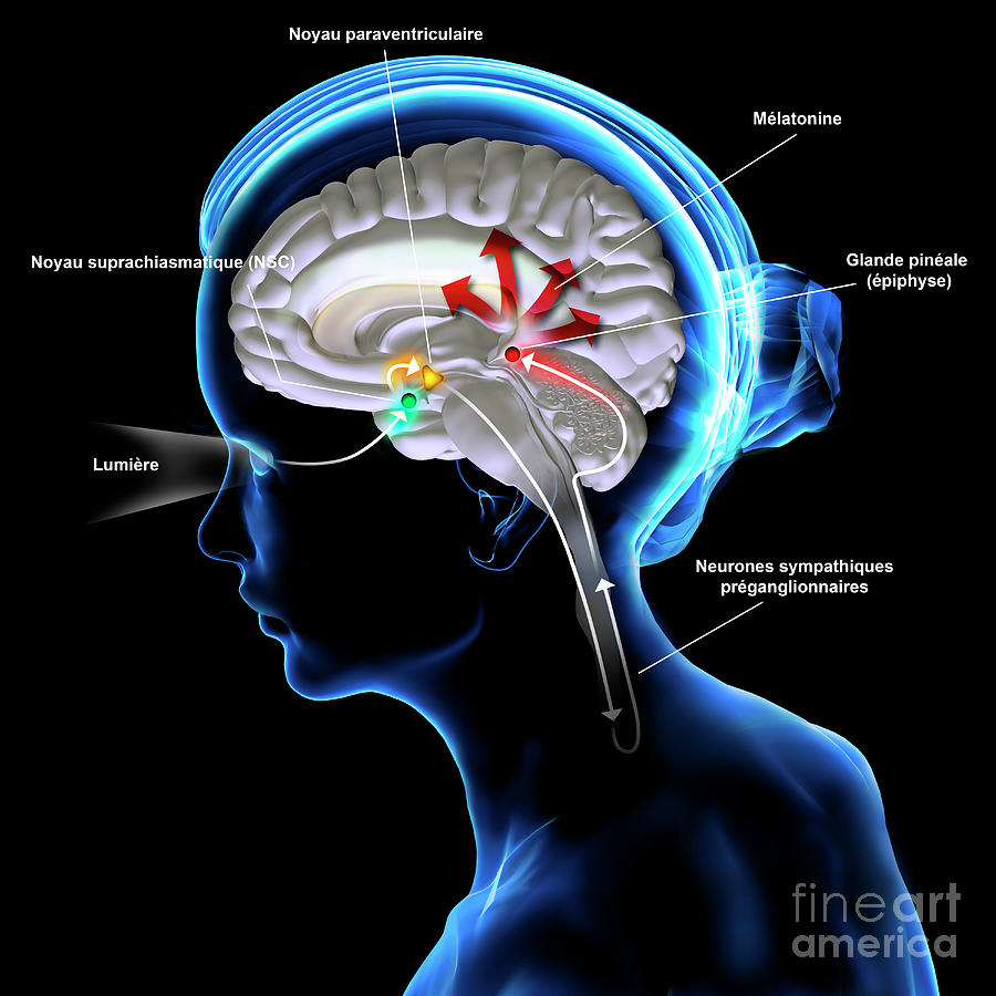 Melatonin Secretion Photograph by Fernando Da Cunha/science Photo