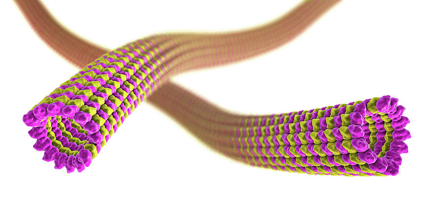 Microtubules, Illustration #3 Photograph by Kateryna Kon