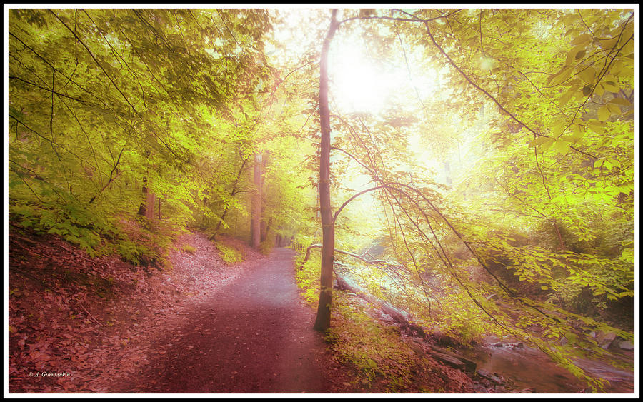 Misty Forest Morning #3 Photograph by A Macarthur Gurmankin