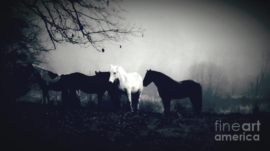 Misty Morning Photograph by Rabiah Seminole