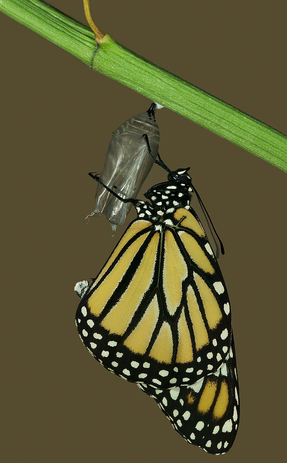 Monarch Butterfly Emerging #3 Photograph by James Zipp