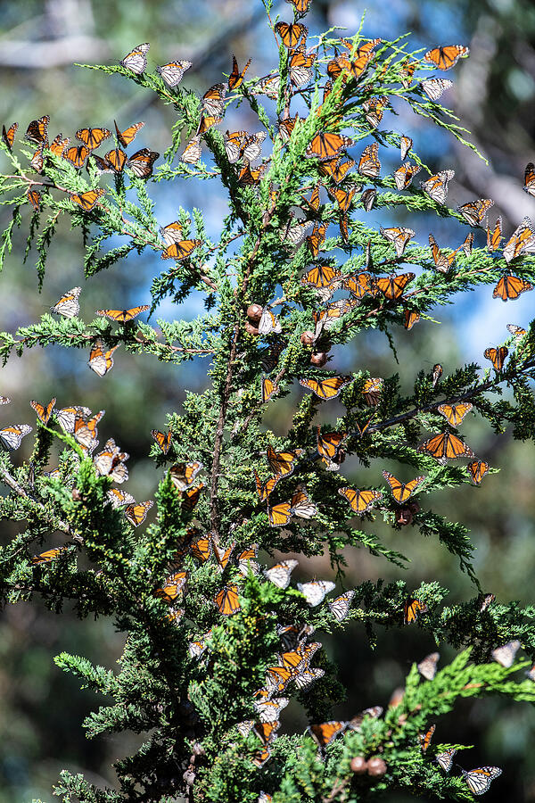 Wildlife Photograph - Monarch Butterfly,, Migrating Group Resting In Tree Pismo #3 by Doc White / Naturepl.com