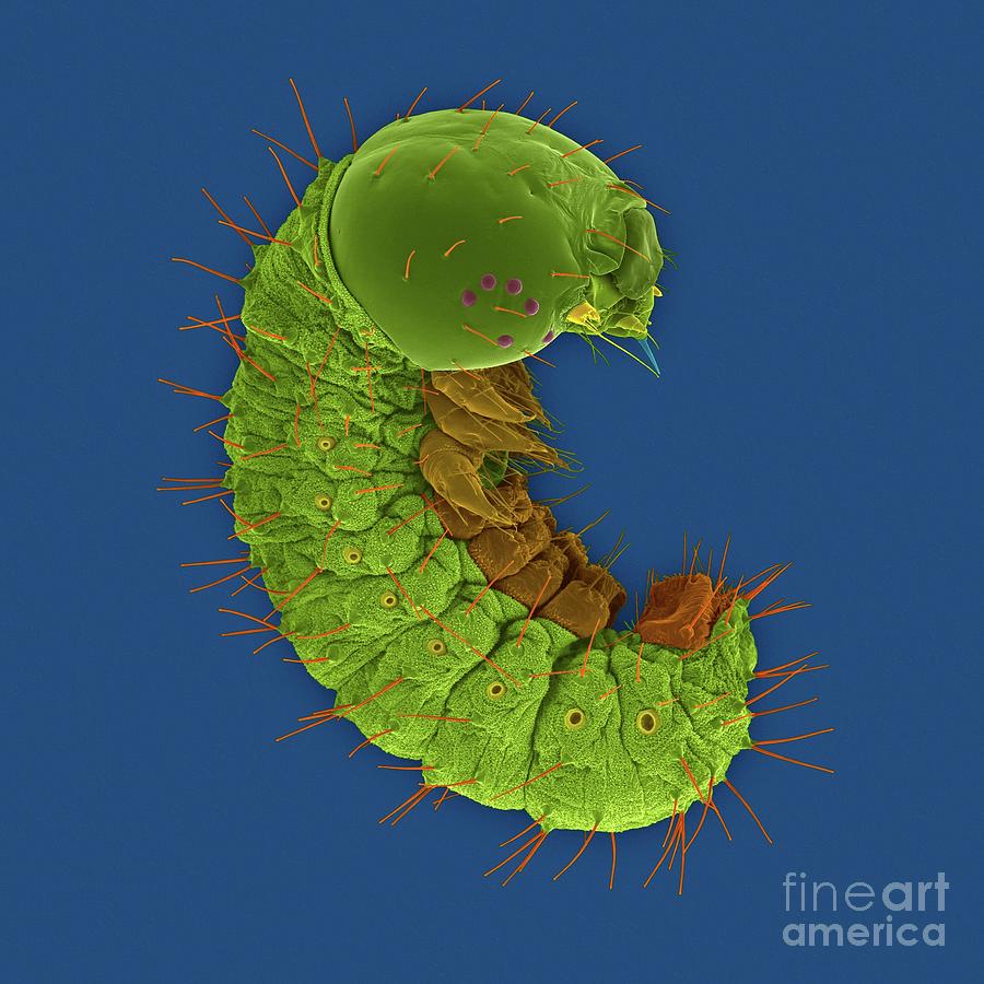 Monarch Caterpillar #3 Photograph by Dennis Kunkel Microscopy/science Photo Library