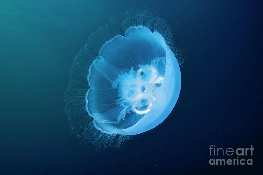 Nature Photograph - Moon Jellyfish #3 by Alexander Semenov/science Photo Library