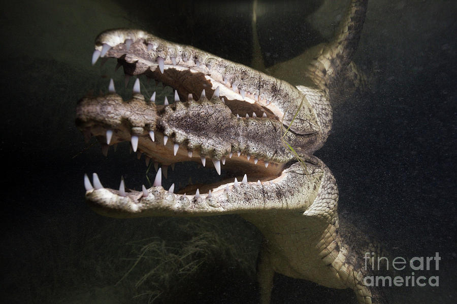Crocodile Photograph - Morelets Crocodile Hunting At Night by Reinhard Dirscherl/science Photo Library Crocodile Photograph - Morelets Crocodile Hunting At Night by Reinhard Dirscherl/science Photo Library