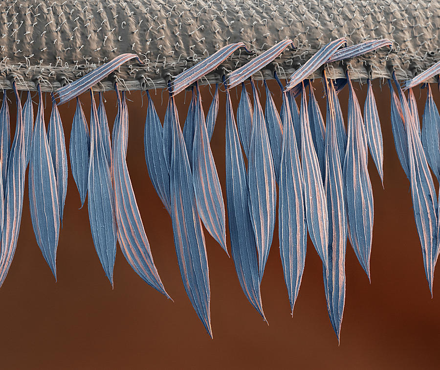 Mosquito Wing Scales, Sem #3 Photograph by Oliver Meckes EYE OF SCIENCE