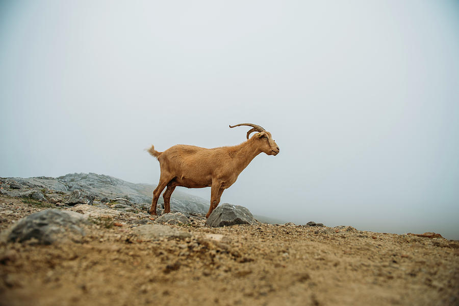 Nature Photograph - Mountain Goat From Asturias Spain. #3 by Cavan Images