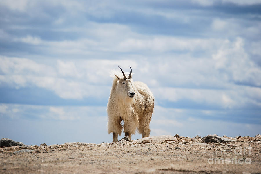 Wildlife Photograph - Mountain goat  by Steven Liveoak