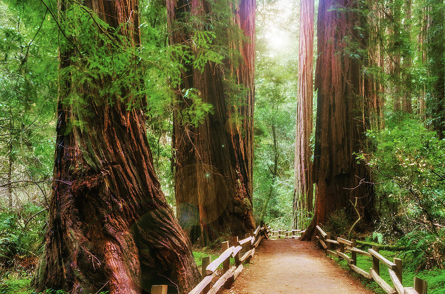 Muir Woods National Monument, Marin Photograph By Anna Miller - Fine 