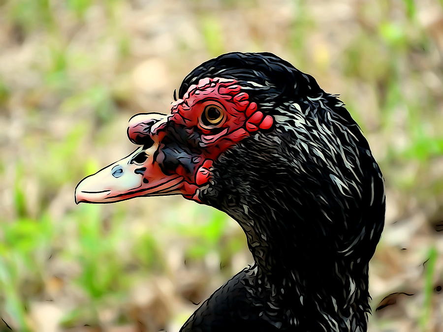 Nature Mixed Media - Muscovy Duck  #3 by Ines Ganteaume
