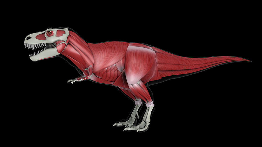 Muscular System Of Tyrannosaurus Rex #3 Photograph by Stocktrek Images