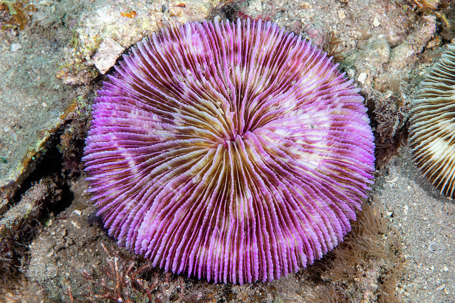 Mushroom Coral #3 Photograph by Andrew Martinez