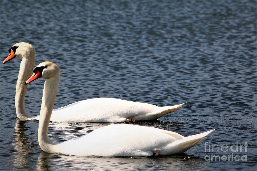 Mute Swan Photograph