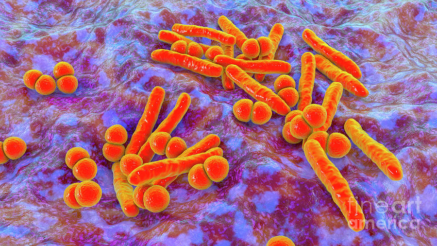 Mycobacterium And Streptococcus Bacteria Photograph By Kateryna Kon ...