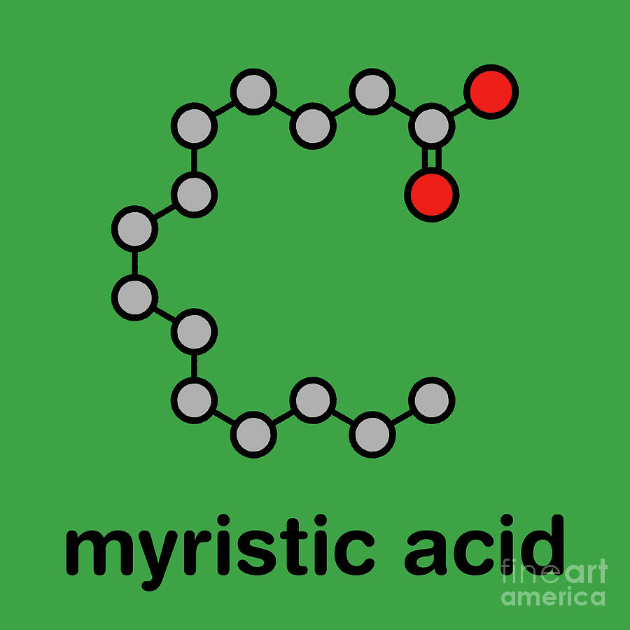 fatty acid molecule model