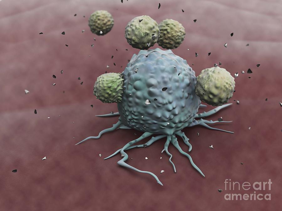 natural-killer-cells-attacking-cancer-photograph-by-gunilla-elam