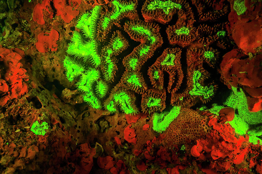 Close-up Photograph - Natural Occurring Red And Green by Stuart Westmorland Close-up Photograph - Natural Occurring Red And Green by Stuart Westmorland