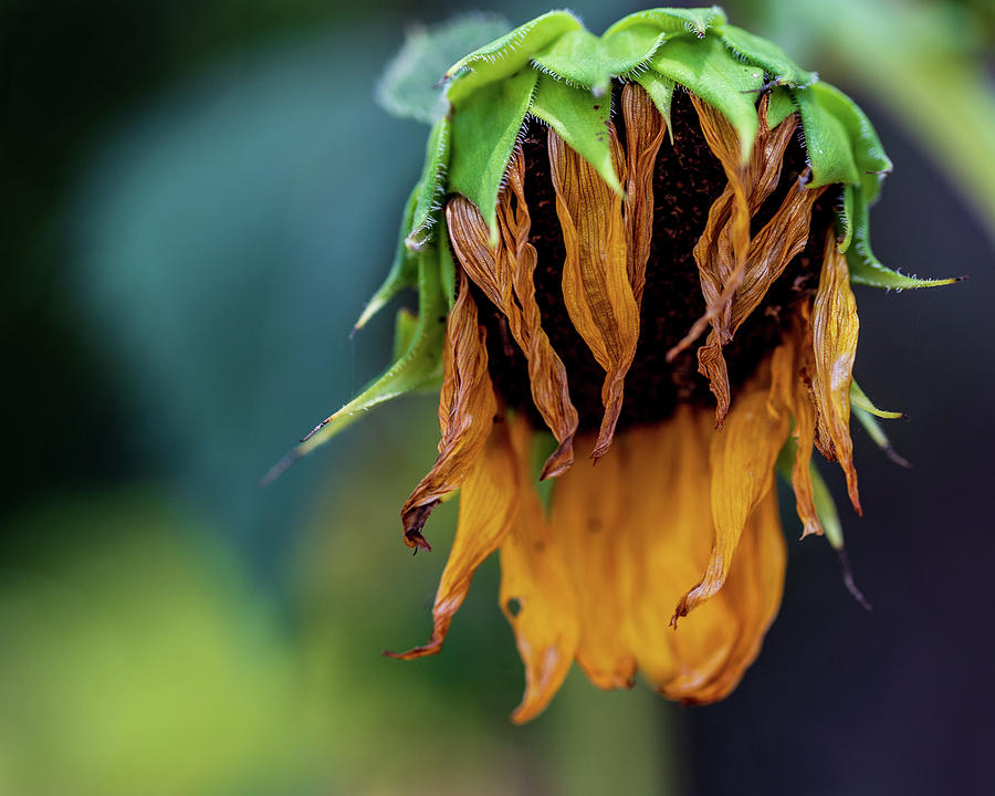 Nature Photography Sunflower Photograph by Amelia Pearn