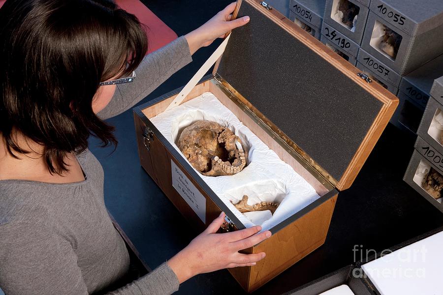 Neanderthal Research Photograph By Pascal Goetgheluck/science Photo ...