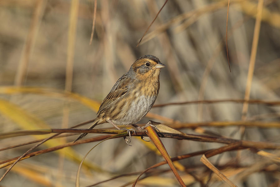 Nelsons Sparrow #3 Photograph by James Zipp
