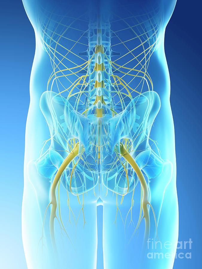 Nerves Of The Male Pelvis Photograph By Sebastian Kaulitzkiscience Photo Library Pixels 6196